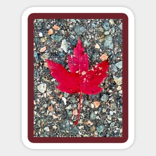 Red Maple Leaf Sticker